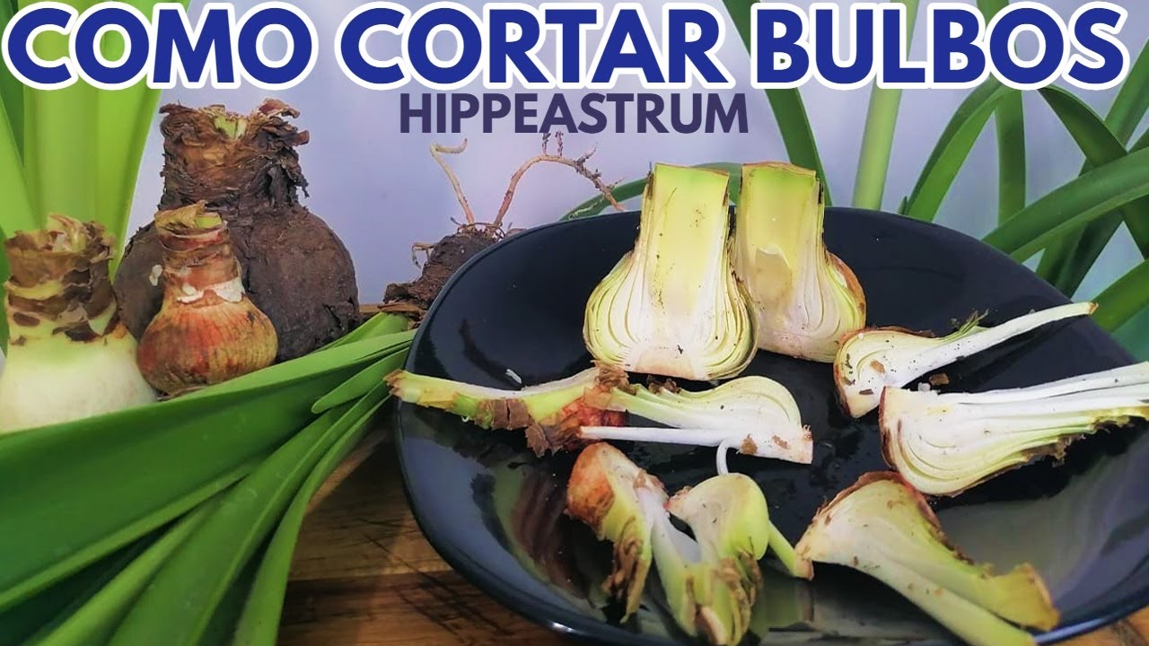 лилии лилии как размножить черенкованием луковиц гиппеаструм амариллис