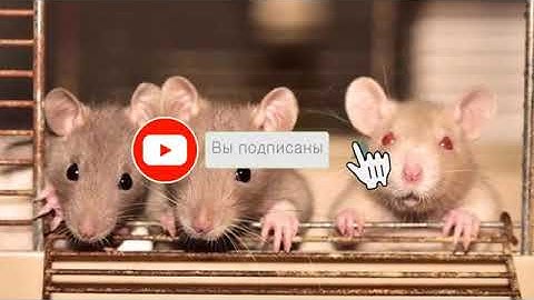 Эксперимент