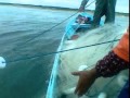 pesca da tainha 2012