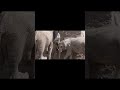 Elephant group video zoo,african elefant Zoo Halle,Zoo Videos Germany 1