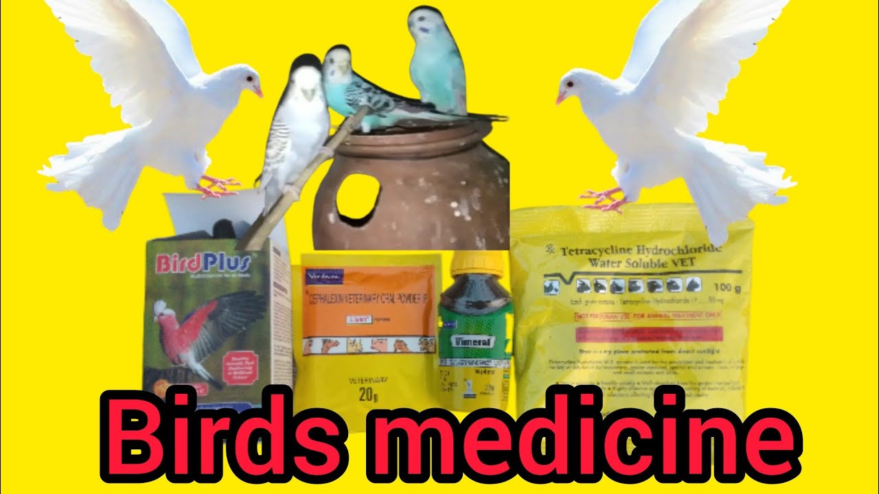 birds medicine 💊 YouTube