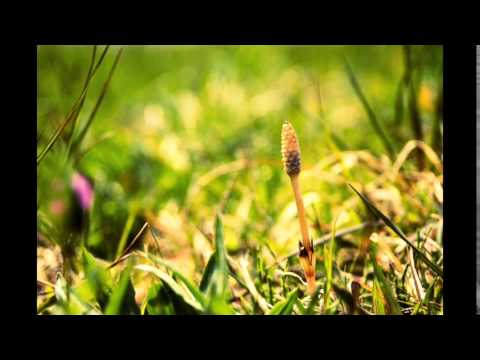 アン=サリヴァンの休日 / 古川本舗（こっそり弾いて歌ってみました。）