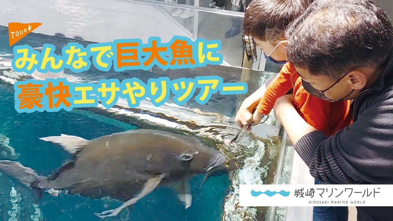 みんなで巨大魚に豪快エサやりツアー Youtube