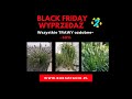 Co warto kupić w BLACK FRIDAY w Bukszpanik.pl ?
