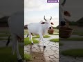प्रेग्नेंट गाय 🐄 को बचाया लड़की ने #viral#funny#comedy#hindi #cartoon #aivideo #cow#traindingshorts