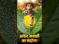 safed makkhi (white fly) ka control|SHORTS|#kitchengardening #gardening #whiteflycontrol #pesticides