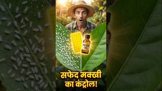 safed makkhi (white fly) ka control|SHORTS|#kitchengardening #gardening #whiteflycontrol #pesticides