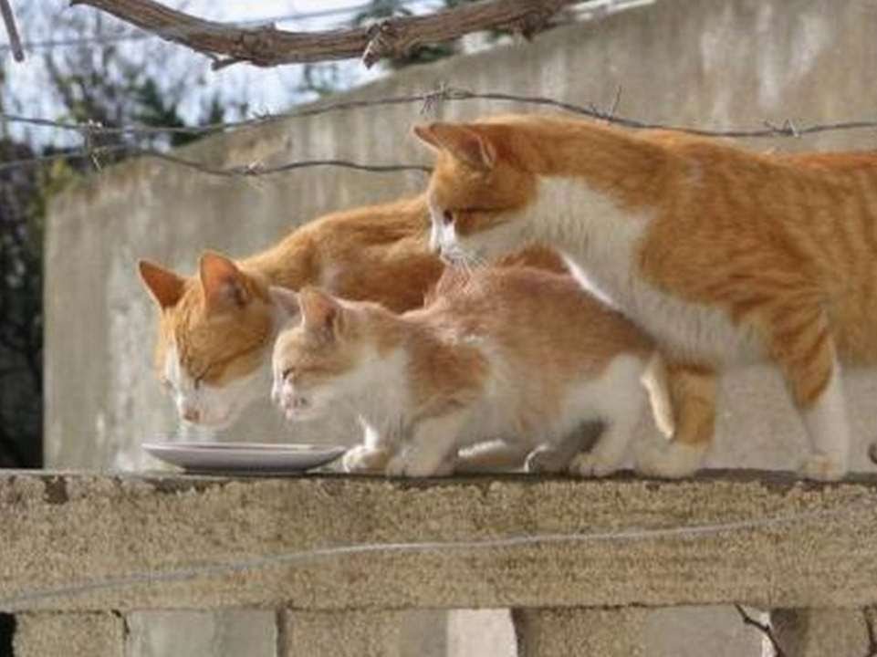 Семья Кошек Фото