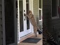 Serval cat size