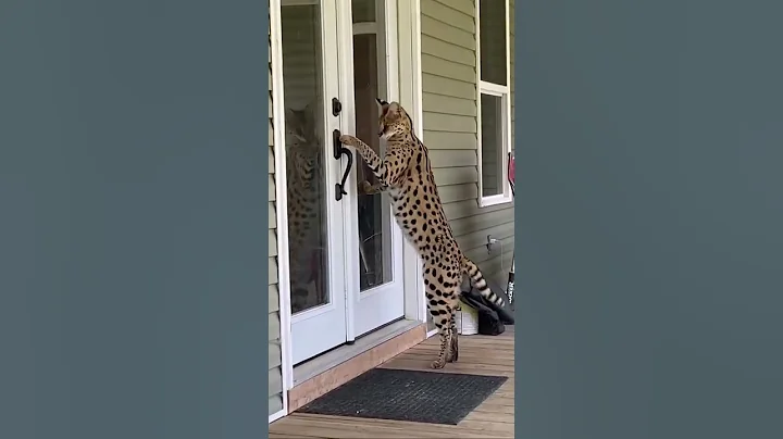 Serval cat size - DayDayNews