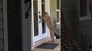 Serval cat size