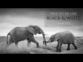 Why Do We Like Black-and-White Images?  |  Photography Introspection