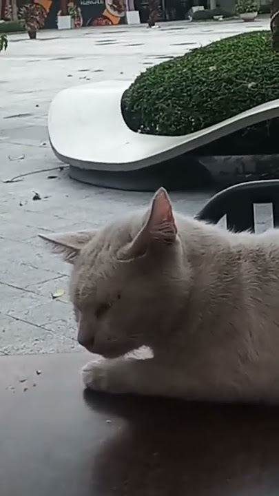 gorgeous cat