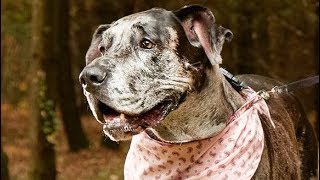Famous Morgan The World's Tallest Female Dog Profile