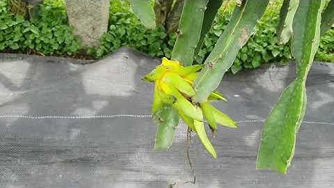 Thanh long vàng trồng theo tiêu chuẩn GlobalGAP xuất khẩu. Yellow Gragon Fruit had GlobalGAP export