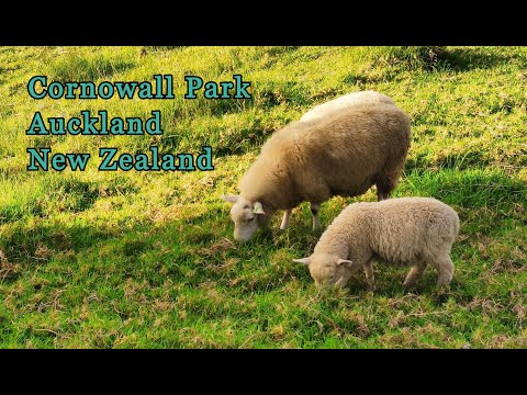 Cornwall park (One Tree Hill) Auckland New Zealand