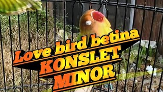 Love bird betina konslet minor