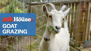 Understanding Goat Grazing | Ask This Old House