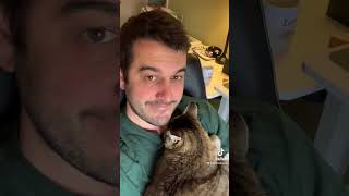 Impromptu snuggle time with Minnie in between work meetings #cat #floof #cats