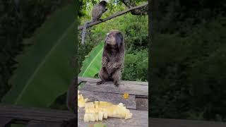 Scientists Ranked The Five Ugliest Primates On Earth - Number One Looks Like A Nightmare Rat