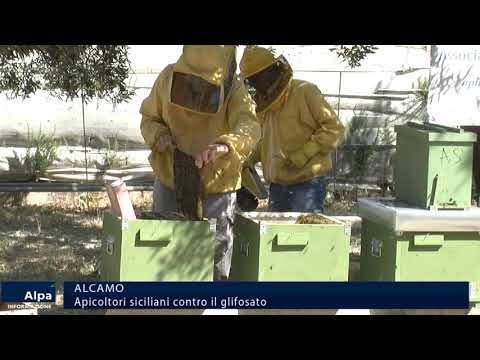 Partinico, apicoltori siciliani contro l'uso del  glisolfato
