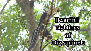 Beautiful Sightings Of Big Squirrels The Grizzled Giant Squirrel The Giant Squirrel