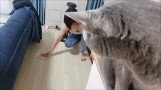 雑巾がけするママをじっと見つめる灰色猫すずまろ