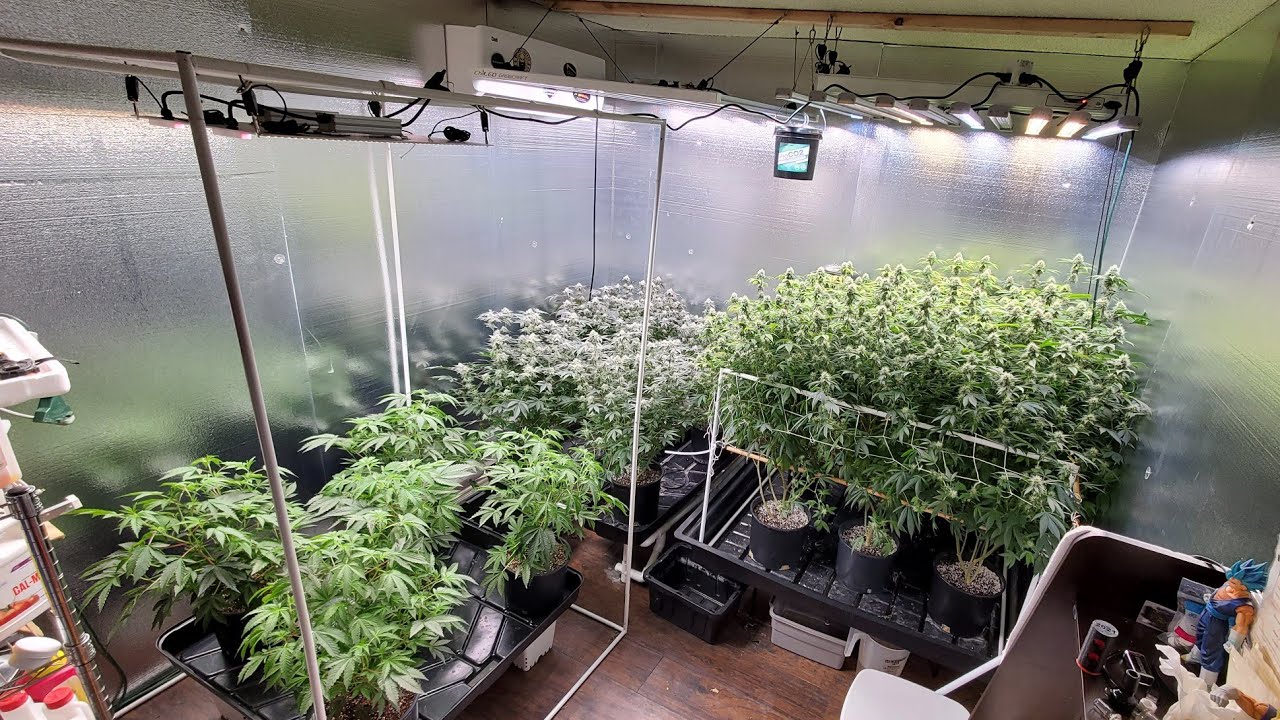 Perpetual Harvest: Cannabis garden update - All 3 stages energized