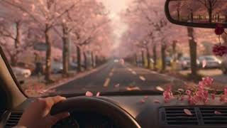 Cozy Cherry Blossom Drive Relaxing Driver's POV Soft Spring Nature Sounds for Focus  #drive  #pov
