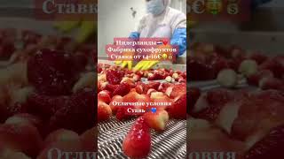 Нидерланды ?? фабрика сухофруктов?