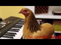 Patriotic Chicken Playing "America the Beautiful" on Keyboard Piano
