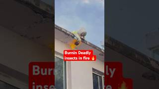 POISONOUS BUGS BURNED ALIVE in Fire 🔥😱 You Won’t Believe This!”#usa