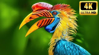 Unbelievable: The Most Stunning HDR Video You Haven't Seen Yet! - 4K 60 FPS Dolby Vision