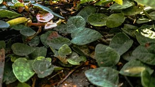 Relaxing Random Frames