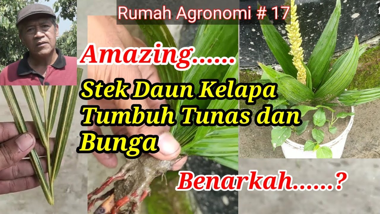 Video Reaction : Stek Daun Kelapa, Benarkah Dapat Dilakukan....? @Rumah Agronomi