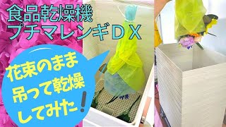 食品乾燥機プチマレンギDXを使って花束のまま吊って乾燥してみた！