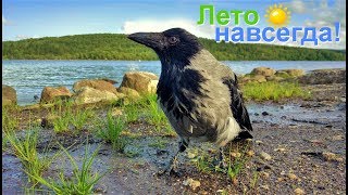 ЛЕТО НАВСЕГДА! (ворона Капля и собака Марта)