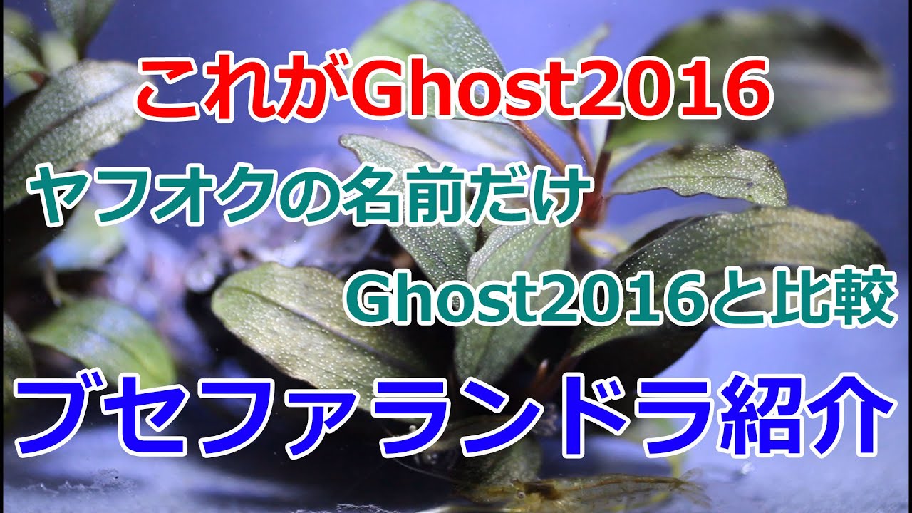 育成ブセファランドラ紹介！sp.penelopeとGhost2016真偽比較
