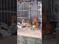 Funny Pets Dog Funnydogs Mybestie Aminebelhouari Mypetsie Adamandelea Dogsofinstagram Ani Funny Pets Dog Funnydogs Mybestie Aminebelhouari Mypetsie Adamandelea Dogsofinstagram Ani