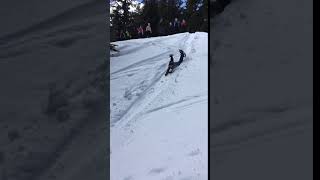 Laine Penguin Sledding