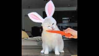 Proof the Easter Bunny exists