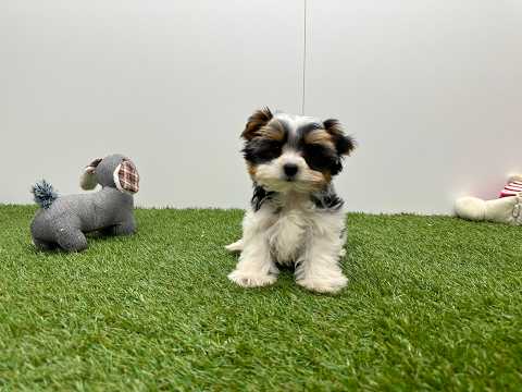 Video van Biewer yorkshire terrier Male Tricolor - PUP-ID 010757314 | Dierenhof Debrabandere