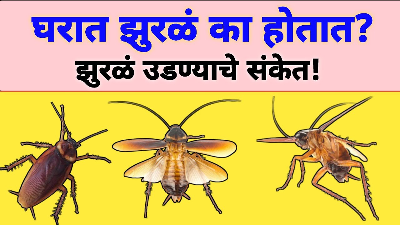 Zural Insect घरात झुरळं का होतात? झुरळं उडण्याचे संकेत | Zural Gharguti Upay | Vastu ...