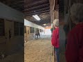 Elroy and his lead changes today horse equestrian saddleseat saddlebred asb