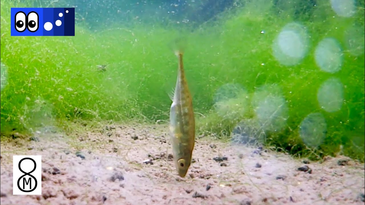 水辺潜入 野生のトミヨ これがエサの食べ方 Youtube