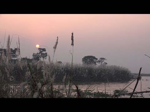 Breathtaking Nature Of Bangladesh (কাশবন/ কাশফুল/ নদী / সূর্যাস্ত/নৌকা)