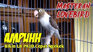 Lovebird Ngekek Panjang Ngetik FIGHTER, Mantab Buat Masteran Lovebird PAUD Agar Cepat Ngekek