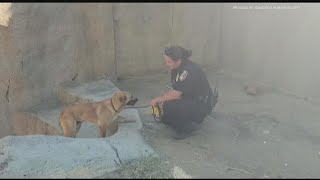 Owner of dog safely removed from gorilla enclosure at San Diego Zoo Safari Park comes forward