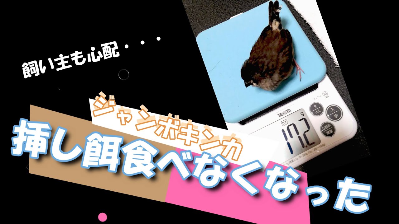 ゆきみ 挿し餌を欲しがらない(小鳥、ジャンボキンカ、錦華鳥 錦花鳥 キンカチョウ Zebrafinch)
