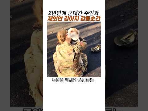 2년만에 군대간 주인과 재회하는 강아지 감동순간#감동 동물 #강아지 재회 #반려견 thumbnail